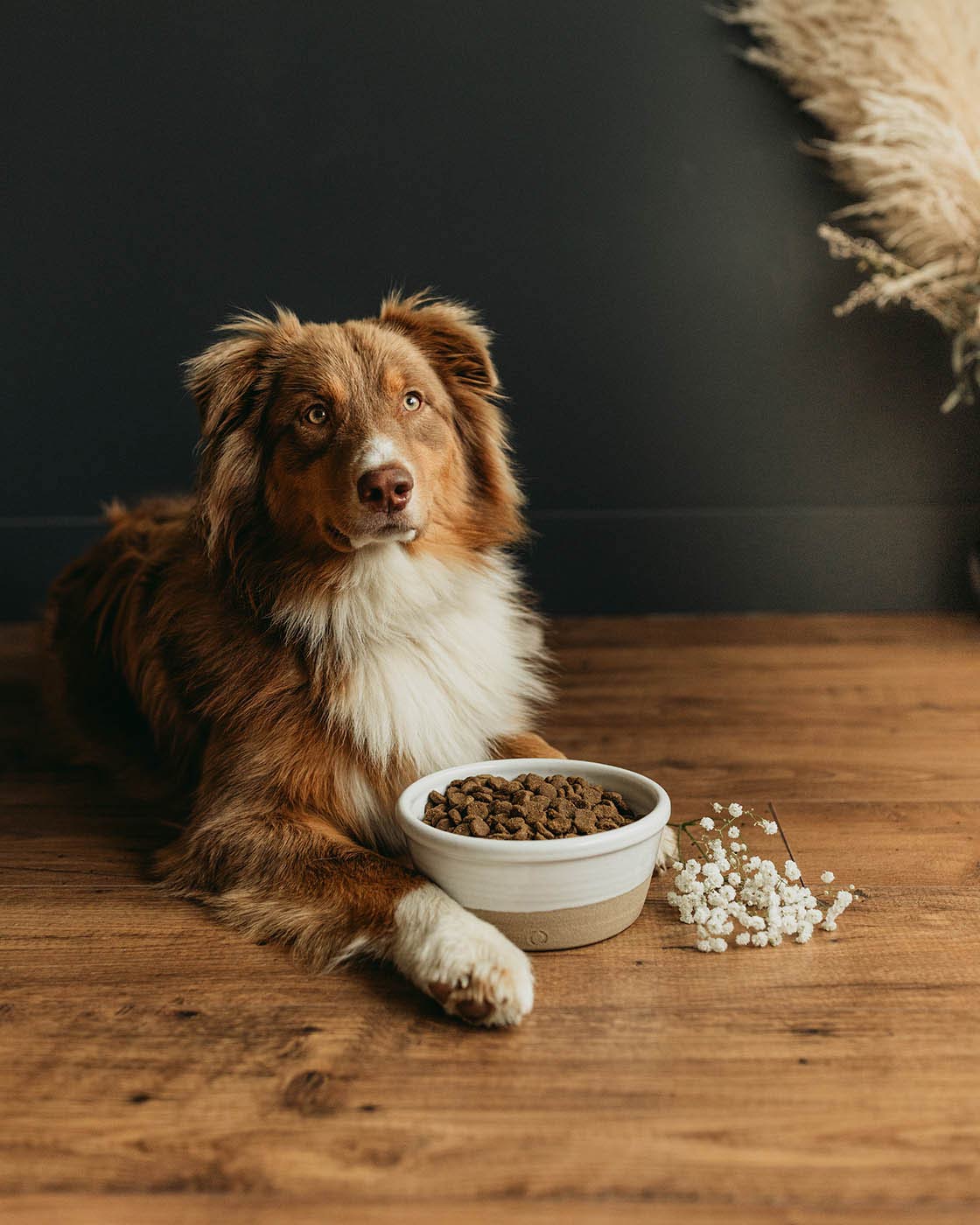 Farmhouse style dog store bowls