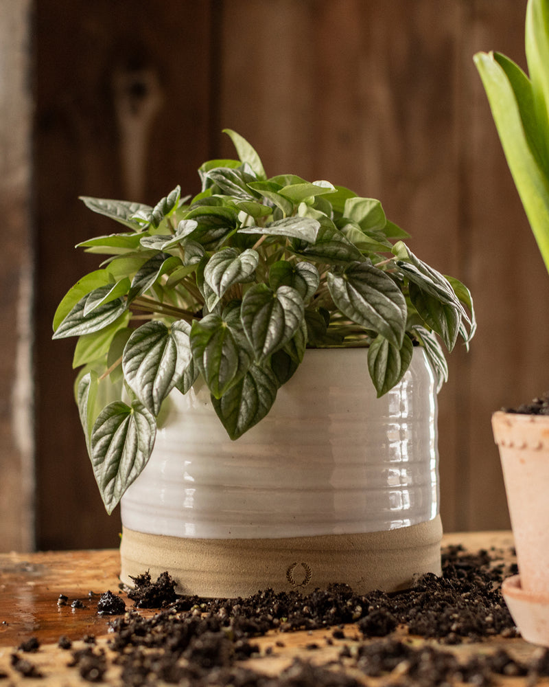 Trunk Garden Pot